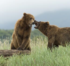 Comment s’y prendre pour bien polluer ses relations ? Identification des attitudes relationnelles toxiques